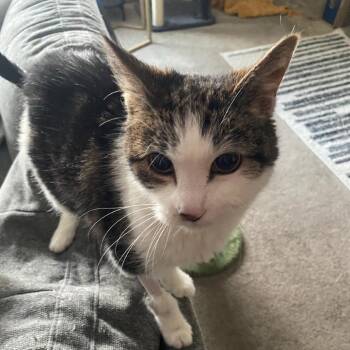 Domestic Short Hair Cats Available for Adoption in Spokane, Washington - Boston Redsox | PetCurious