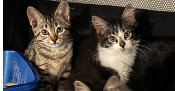 Rescue Domestic Short Hair and Tabby Cats for Adoption in Dallas, Texas - Reiger | PetCurious