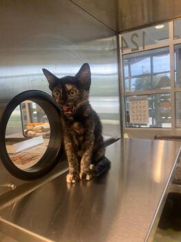 Willow A219900 -  Tortoiseshell Cat for Adoption in Plano, Texas - Willow A219900 | PetCurious