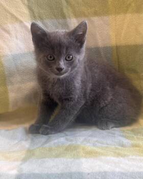 Domestic Short Hair Cats Available for Adoption in Dickson, Tennessee - Genevieve | PetCurious