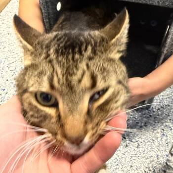 Domestic Short Hair Cats Available for Adoption - Armani | PetCurious