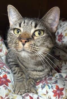 Rescue Tabby Cats for Adoption in Pottstown, Pennsylvania - Bailey - Tripod | PetCurious
