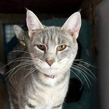 Anahita -  Domestic Short Hair Cat for Adoption in Brighton, Missouri - Anahita | PetCurious