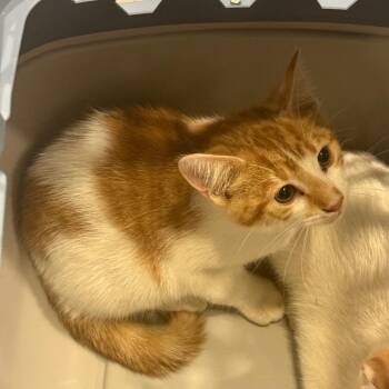 Spritz -  Domestic Short Hair Cat for Adoption in Charlottesville, Virginia - Spritz | PetCurious