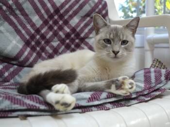 Summer -  Siamese Cat for Adoption in Westbrook, Connecticut - Summer | PetCurious