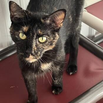 Vee -  Domestic Short Hair Cat for Adoption in Fairmont, West Virginia - Vee | PetCurious