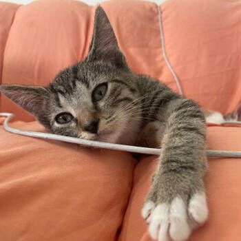 Rescue Domestic Short Hair Cats for Adoption in San Antonio, Texas - Clover | PetCurious