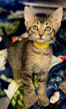 Cera -  Domestic Short Hair Cat for Adoption in Missoula, Montana - Cera | PetCurious