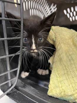 A137067 -  Domestic Short Hair Cat for Adoption in Palmetto, Florida - A137067 | PetCurious