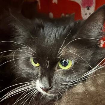 Sasha Ferre -  Domestic Medium Hair Cat for Adoption in Las Vegas, Nevada - Sasha Ferre | PetCurious