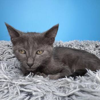 Domestic Short Hair Cats Available for Adoption in San Antonio, Texas - Scott | PetCurious