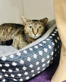 Domestic Short Hair Cats Available for Adoption - Lewella | PetCurious