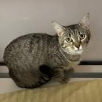 Marsha -  Domestic Short Hair Cat for Adoption in Hilliard, Ohio - Marsha | PetCurious