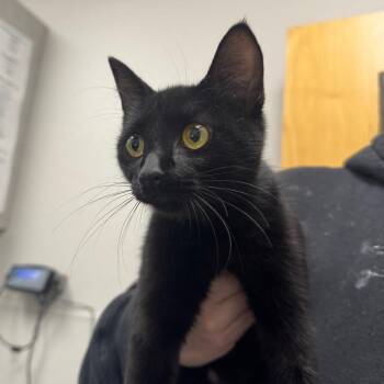 Poet -  Domestic Short Hair Cat for Adoption in Columbiana, Alabama - Poet | PetCurious