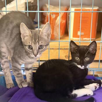 Grace and Hope -  Domestic Short Hair Cat for Adoption in Bellmawr, New Jersey - Grace And Hope | PetCurious