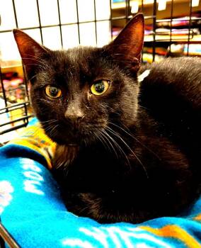 Rescue Domestic Short Hair Cats for Adoption in South Bend, Indiana - Pawsley | PetCurious