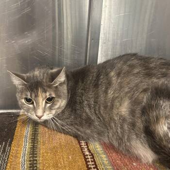 Luna -  Domestic Short Hair Cat for Adoption in Tulsa, Oklahoma - Luna | PetCurious