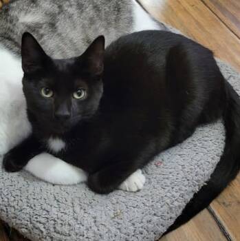 Rescue Domestic Short Hair Cats for Adoption in East Amherst, New York - Mert | PetCurious