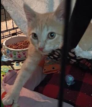 Romeo -  Domestic Short Hair Cat for Adoption in Dayton, Minnesota - Romeo | PetCurious