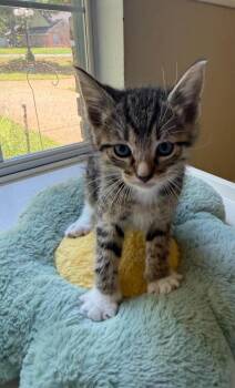 Dune -  Domestic Short Hair Cat for Adoption in Bossier City, Louisiana - Dune | PetCurious