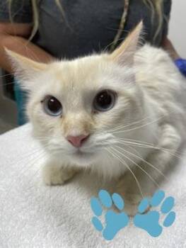 Coconut -  Domestic Short Hair and Siamese Cat for Adoption in Sacramento, California - Coconut | PetCurious