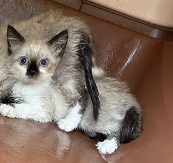 CREAM -  Domestic Short Hair and Snowshoe Cat for Adoption in Fort Walton Beach, Florida - CREAM | PetCurious