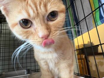 Rescue Domestic Short Hair Cats for Adoption in Pine Grove, Pennsylvania - Catt Williams | PetCurious