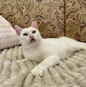 Domestic Short Hair Cats Available for Adoption - Chanel  | PetCurious