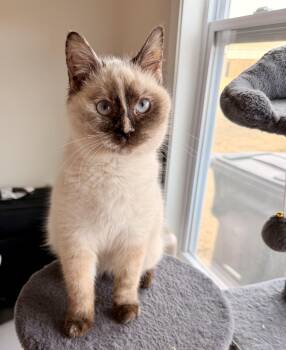Siamese Cats Available for Adoption - Amelia  | PetCurious