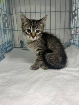 Griselda -  Domestic Short Hair Cat for Adoption in Gainesville, Florida - Griselda | PetCurious