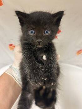 Domestic Short Hair Cats Available for Adoption - JET | PetCurious