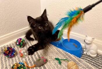 Indy -  Domestic Short Hair Cat Available for Adoption in Oceanside, California - Indy | PetCurious