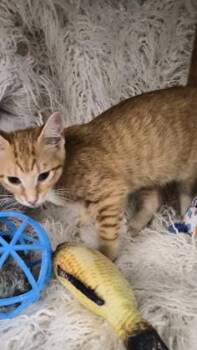 Banjo -  Domestic Short Hair Cat for Adoption in Conway, South Carolina - Banjo | PetCurious