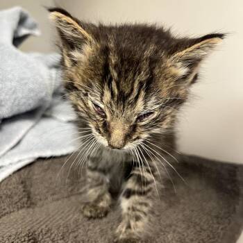 Nutter -  Domestic Short Hair Cat for Adoption in Harrisonburg, Virginia - Nutter | PetCurious