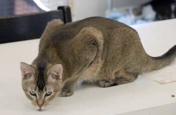 Domestic Short Hair Cats Available for Adoption - Barret | PetCurious