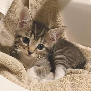 Horton -  Domestic Short Hair Cat Available for Adoption in Pompano Beach, Florida - Horton | PetCurious