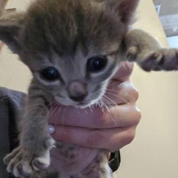 Domestic Short Hair Cats Available for Adoption in Sioux Falls, South Dakota - Wrigley | PetCurious