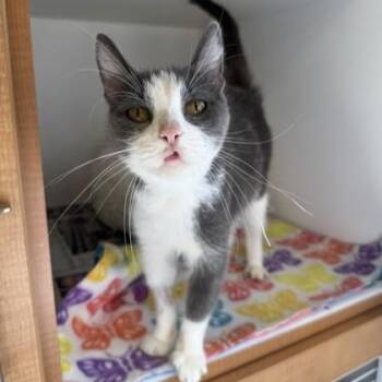 Ellie May -  Domestic Short Hair Cat for Adoption in Phoenixville, Pennsylvania - Ellie May | PetCurious