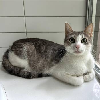 Domestic Short Hair Cats Available for Adoption in Austin, Texas - Dominos | PetCurious