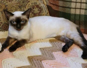 Mia -  Siamese Cat for Adoption in Export, Pennsylvania - Mia | PetCurious