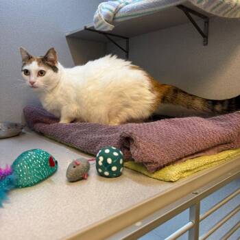 Sweetpea -  Domestic Short Hair Cat for Adoption in Pittsburgh, Pennsylvania - Sweetpea | PetCurious