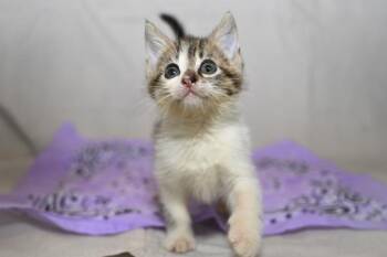 Rescue Domestic Long Hair Cats for Adoption in Marietta, Georgia - Fawn | PetCurious