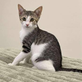 Rescue Domestic Short Hair Cats for Adoption in Sweetwater, Tennessee - Macey | PetCurious