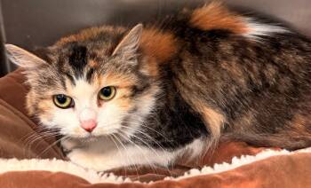 Domestic Long Hair Cats Available for Adoption in Kenai, Alaska - Chubby | PetCurious