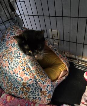 Domestic Short Hair Cats Available for Adoption in Windsor, Connecticut - 2026-36-Cookie Pie | PetCurious