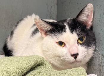 Patches -  Domestic Short Hair Cat for Adoption in Verona, Wisconsin - Patches | PetCurious