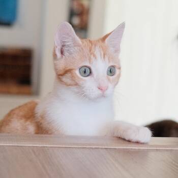 Domestic Short Hair Cats Available for Adoption - Sansa | PetCurious