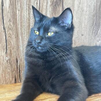Domestic Short Hair Cats Available for Adoption - Sandal | PetCurious