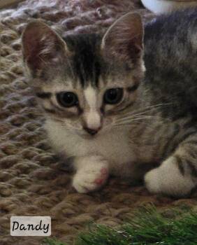 Domestic Short Hair Cats Available for Adoption in St. Augustine, Florida - Dandy | PetCurious