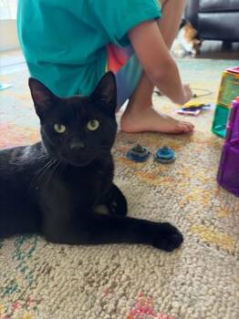 Kirk -  Domestic Short Hair Cat for Adoption in Brantford, Ontario - Kirk | PetCurious